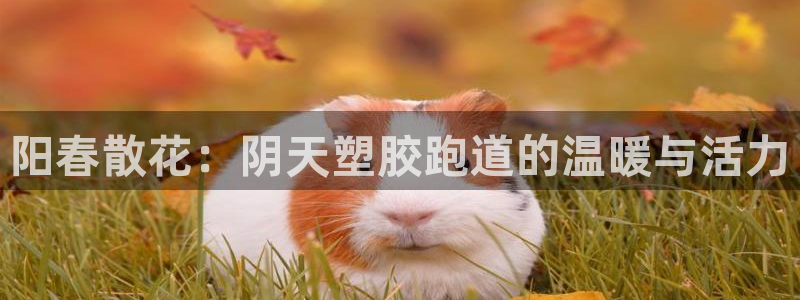 红足一1世官网比分：阳春散花：阴天塑胶跑道的温暖与活力